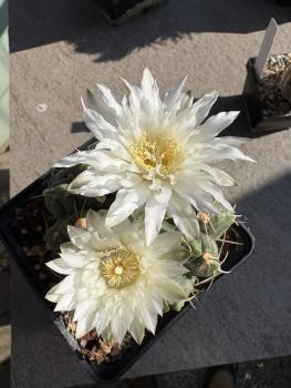 Gymnocalycium multiflorum